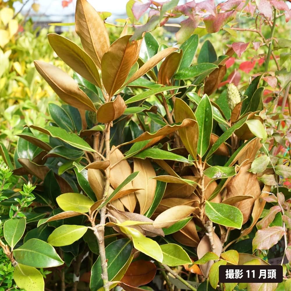 potさん確認用　タイサンボク　リトルジェム タイサンボク：リトルジェム7号ポット の通販 | 園芸ネット